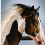 Harper Anne - @harperanne.horse_crazy - Instagram