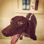 Harper Anne Holler - @harper_hunts - Instagram