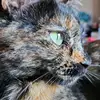 Harper.Anne - @harperanne77777 - TikTok