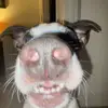 harper and boone - @harper.and.boone - TikTok