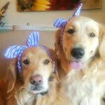 Harper Grace & Lady Boone 🐾❤️🐾 - @harpers.happy.trails - Instagram