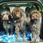 Hudson, Harper & Baby Boone - @hudsonlovesharper - Instagram
