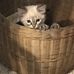 Brenda Harper Carr - Facebook