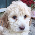 Harper + Charlie 🐾 - @harperthecobberdog - Instagram