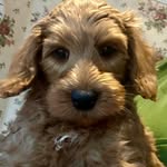 Harper_thecobberdog - @harper_thecobberdog - Instagram