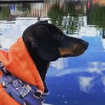 Harper Dickson 🐾🐾 - @harperdach.cam - Instagram