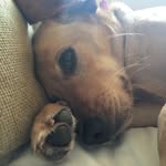 Harper - @harper_dodd_dog - Instagram