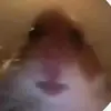 Harvey - @harveyharperdodd0 - TikTok