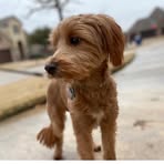 Harper Griggs Hughes - Facebook