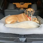 Harper May - @harpermays_fureverhome - Instagram