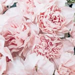 Harper May - @harpermay - Instagram