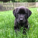 Harper May 🐾 Black Lab - @miss.harpermay - Instagram