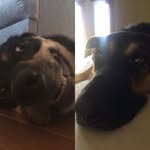 Harper Newell & Zoe Rice - @realogdogz - Instagram