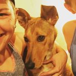 Harper Stone - @harperstonepup - Instagram