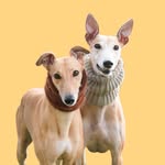 Dogtor Watson & Harper - @watsonandharper - Instagram