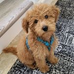 Harper Wright - @harpermydoodle - Instagram