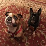 Harper Wright - @harperdabulldog - Instagram