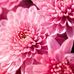 Harriet Bloom - Facebook