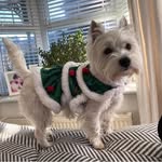 West Highland Terrier - @harrietbluebelle - Instagram