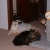 Harriet Bowden - Facebook