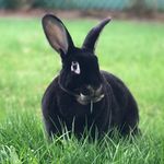 Harriet - @harriet_with_the_carrot - Instagram