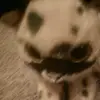 Georgia Harriet Castle - @zimpi.games - TikTok