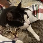 BenO - @harrietandpepperandfriends - Instagram