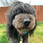 Harriett & Friends - @harriettandfriends - Instagram