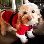 Cockapoo Harriet Henry - @harriet_henry - Instagram