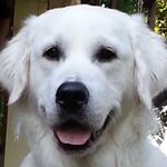 Harriet Malone - @tobydog21 - Instagram