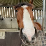 Harriet Page - @parttimeequine - Instagram