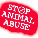 Freya Render +Harriet Simon🐾🐾 - @keepcalmandstopanimalabuse - Instagram