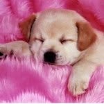 Dog Lover 💕💕💕💕 - @harriet_ware - Instagram