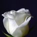 Harriet Webster - Facebook