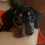 @harriet.the.weiner.dog - Instagram