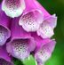 Harriet Dodd - Facebook