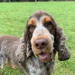 Harriet lloyd - @harriet_the_cocker - Instagram