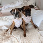 Harriett & Lloyd Boxers 🐾🐾 - @harriettandlloydhome - Instagram