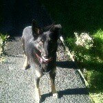 harriet the german shepherd - @sexychick1974 - Instagram