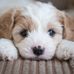 Harriet Walker - Facebook
