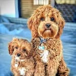 Harris Anderson - @risky4pf117 - Instagram