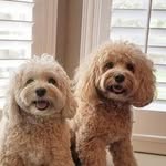 Harris Anderson - @sievictor1 - Instagram