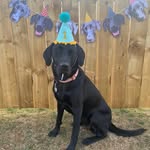 Harris Anderson - @harrisandersonn - Instagram