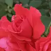 Harris - @harrisiqbal129 - TikTok