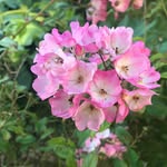 Anke Harris Kramer - @ankeharriskramer - Instagram