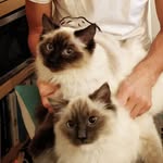Harris + Lewis - @scottishragdolls - Instagram