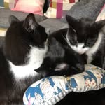 Harris, Lewis and Vlad - @tuxcatsandvlad - Instagram