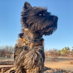 Harris Mac Turner - @harris.mac.theweecairn - Instagram