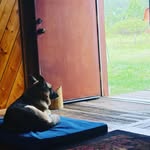 Harrison Barlow - @fiercekoala - Instagram