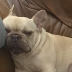 Harrison Chapman - @harrisonchapman150 - Instagram
